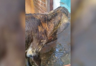 Requeima em bezerras: veterinário explica as causas e como tratar