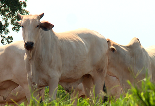 Taxação da carne bovina de 7% no estado de SP deve afetar todo Brasil