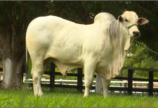 Rota do Boi: melhoramento genético intensifica qualidade do gado no MS
