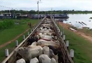 Vídeo mostra embarque de animais em barcaça no Rio Paraguai