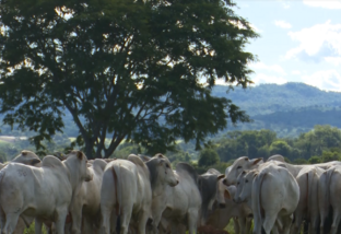 Programa nutricional dobra desfrute e triplica produção de arrobas em fazenda de Goiás