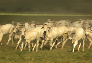 Fazenda de pecuária no Cerrado desfruta de renda semelhante à agricultura