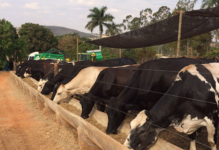 Mais leite por hectare ao ano: confira as ações da Caravana da Produtividade