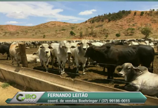 Caravana da Produtividade: idade média de abate cai no Brasil
