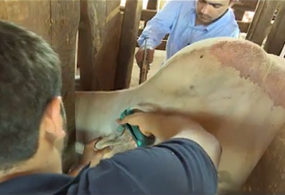 Como vacinar gado contra aftosa? Veterinário lista série de dicas