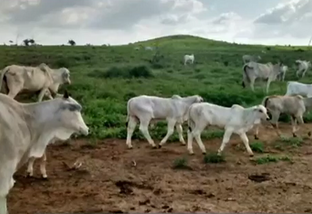 Pecuaristas do MA lançam mão da IATF para aproveitar escore ideal das vacas em regiões com chuvas irregulares