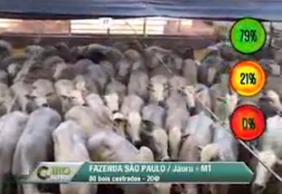 Giro do Dia: boiada castrada da Fazenda São Paulo, de Jauru-MT