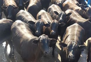 Goiás continua se destacando no abate de gado do Protocolo 1953