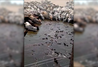 Vídeo mostrando gado bebendo água em açude cheio de jacarés viraliza