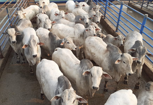 Friboi intensifica parceria com pecuarista do Maranhão no abate bovino