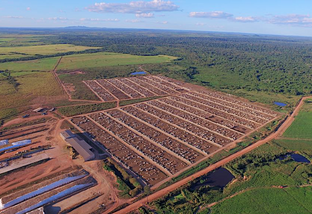 Estado do Pará intensifica investimentos em Confinamentos