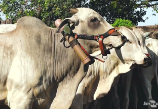 Medição de emissão de metano na pecuária com tecnologia australiana e melhorada no Brasil. Foto: Reprodução/Embrapa Pecuária Sudeste