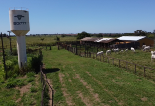 Boi 7.7.7: saiba por que sistema está revolucionando a pecuária brasileira