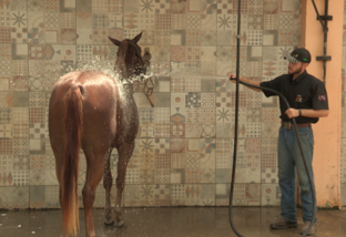Trato fino nos cavalos: saiba as dicas para as rotinas de banho, rodízio e descanso do animal