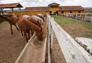 Cavalos comendo no cocho. Foto: Wenderson Araujo/CNA
