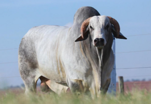 Quanto mais touro melhor: acurácia genética de bovinos já chega a 80%