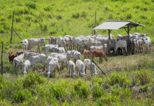 Bovinos em área de pastejo. Foto: Wenderson Araujo/CNA