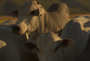 Este suplemento energético salva o gado no sertão baiano