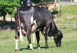 Qual a taxa de reposição de vacas de uma fazenda leiteira?