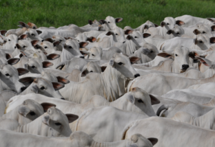 Lote de bovinos castrados. Foto: Divulgação