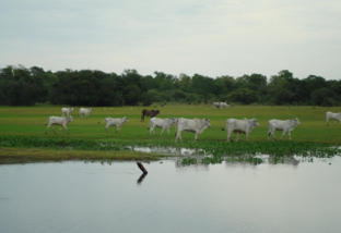 Pantanal: advogado explica decreto que suspende licença para desmatamento em MS