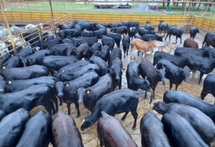 Bonificação pode dar até R$ 500 a mais por bovino em MS
