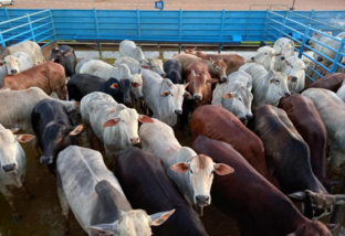 Novo lote de gado é premiado em Mato Grosso do Sul