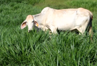 Pastagem: estes 6 híbridos prometem engordar mais o seu gado 