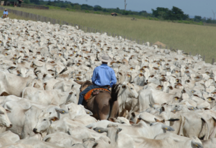 Dia Nacional da Pecuária: mais de 2,5 milhões de fazendas tocam a atividade no País