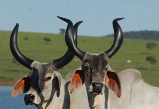 Vaca Guzerá: qual touro é uma boa opção para a produção de bezerros de corte?