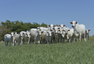 Vaca fértil: tecnologia garante mais bezerros, agora, por categoria de fêmeas