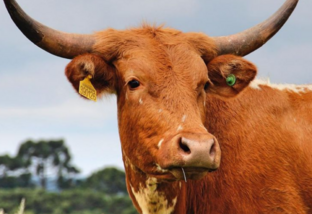 Crioula Lageana: a raça bovina mais chifruda do Brasil