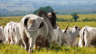 Quantos touros são necessários para repassar vacas inseminadas?