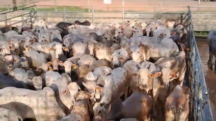 Superlote de bovinos: mais de 230 cabeças! Pecuarista esbanja qualidade no Pará