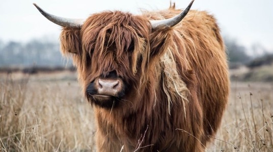 Bovino mais peludo do mundo vive na Escócia, é o Highland