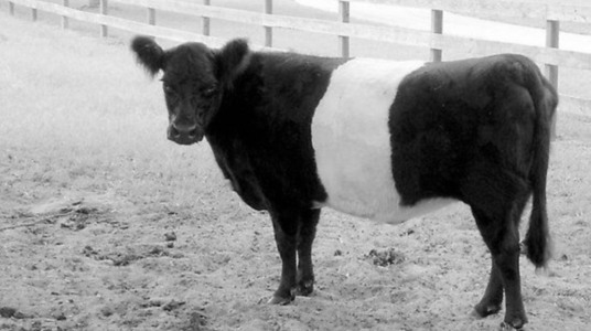 Belted Galloway, bovino cintado de branco é adepto ao frio