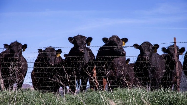 Pecuária australiana: os desafios do país que chega ao maior rebanho de bovinos na última década