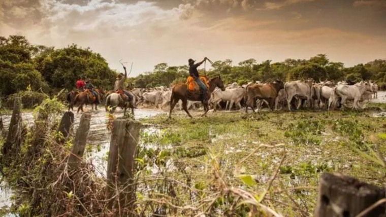 Pantanal: pesquisas apontam os avanços científicos no maior polo de criação de bezerros do País