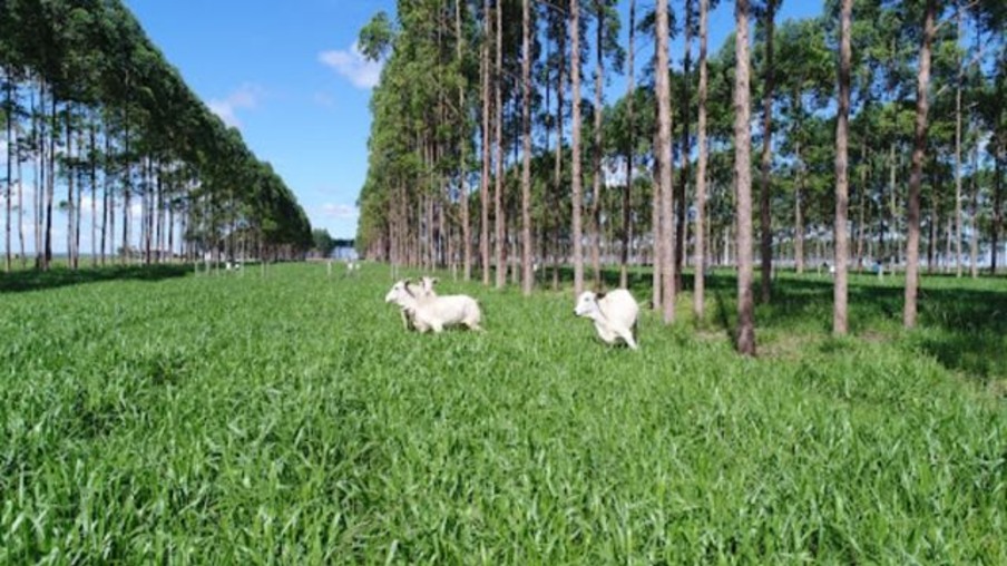 Sistema silvipastoril é estratégia eficaz para pastoreio sob árvores