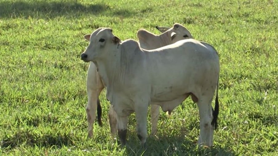 É na recria onde está o segredo de um dos maiores confinamentos de bovinos do País