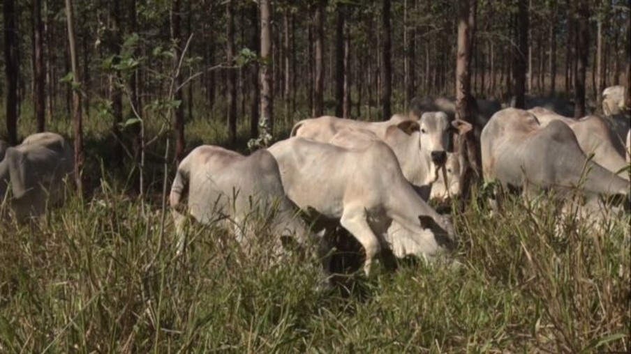 Protocolos de produção de carne sustentável reduzem em até 15% as emissões de metano do gado