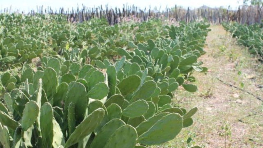 Palma forrageira: planta mexicana está conquistando um lugar de destaque no Nordeste