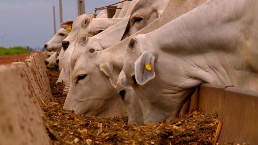 Ciência quer entender melhor o que acontece no rúmen bovino