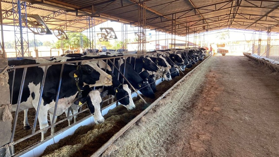 Compost barn revoluciona produção e bem-estar animal em fazenda de Goiás