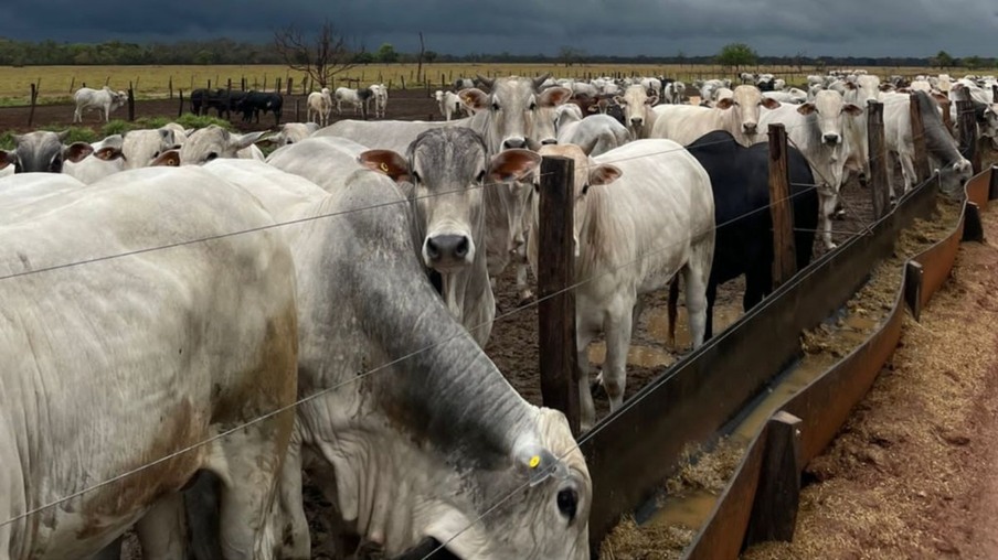 Taninos na pecuária: a revolução verde que reduz 17% das emissões de metano do boi