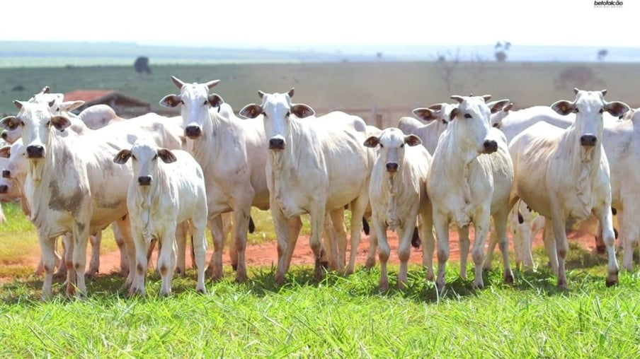 Descubra o segredo da condição da vaca parida para garantir boi gordo no confinamento
