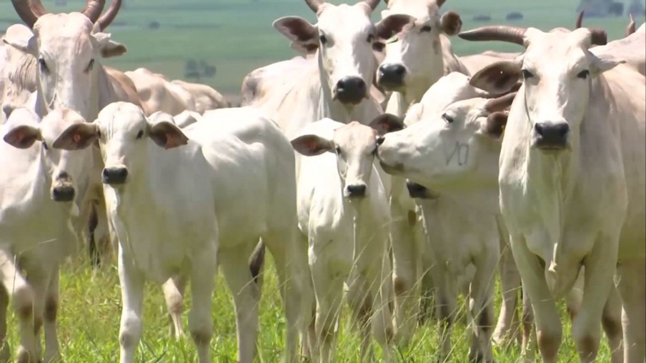 Programação fetal: conheça o manejo que faz a vaca gerar bezerros mais pesados