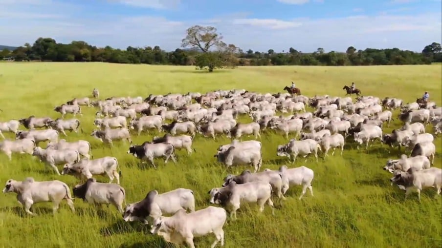 Decifrando a pecuária: Chaker revela os segredos do olhar técnico para o sucesso das fazendas