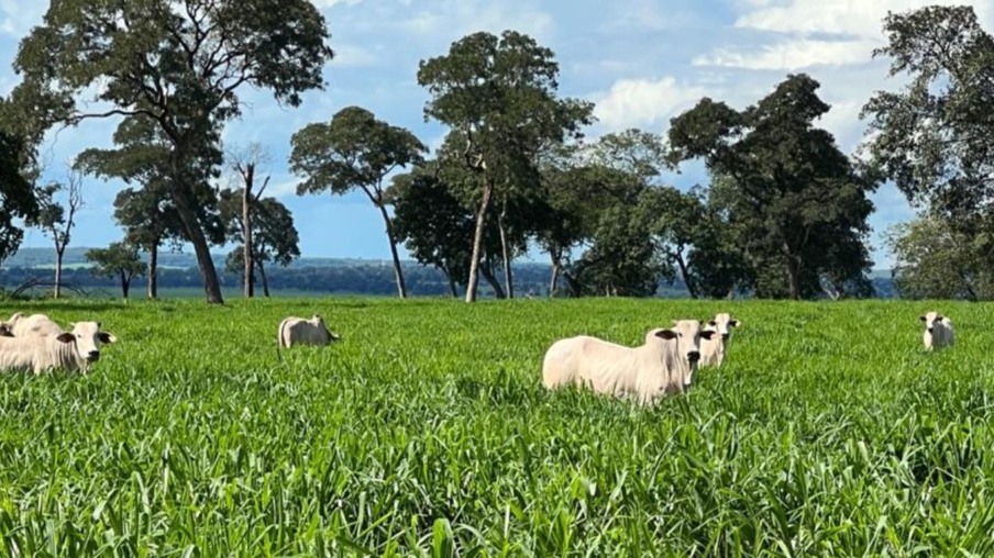 Força verde: a contribuição da forrageira na sustentação da pecuária brasileira
