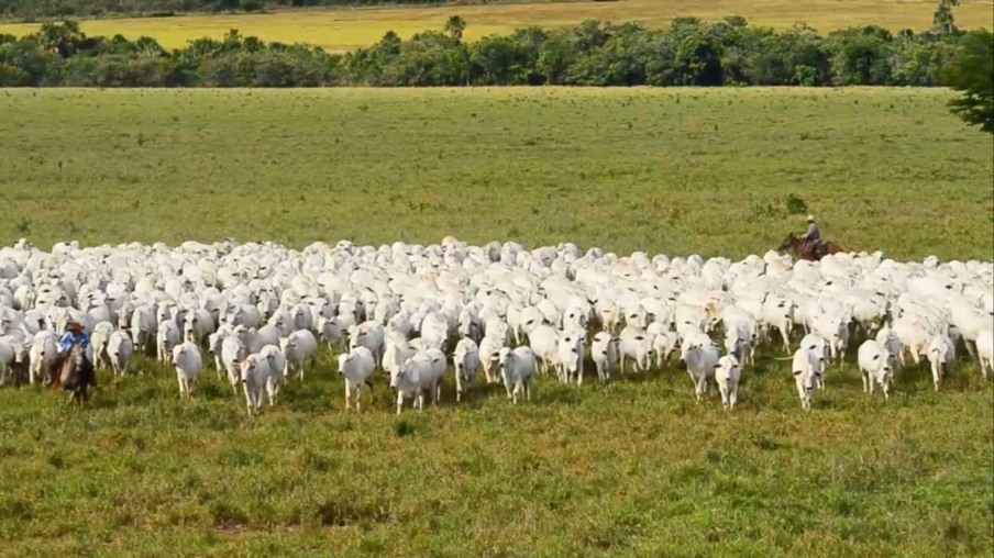 Brasil deverá bater recorde de produção de carne em 2024